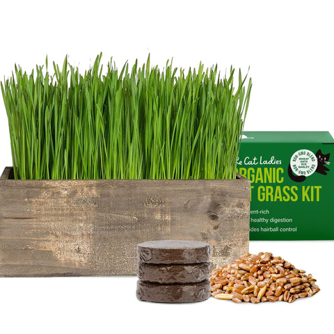 The Cat Ladies cat grass kit in rustic planter boosts indoor greenery for happy cats.