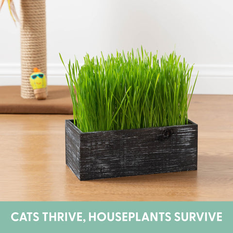 Simple, beginner-friendly instructions for quick, mess-free growing.