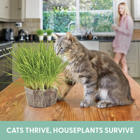 The Cat Ladies sprouting tray captures quick germination within 4–7 days
