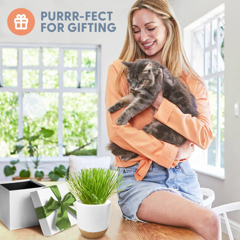 The Cat Ladies cat grass sprouts—tiny greens ready in 4–7 days.