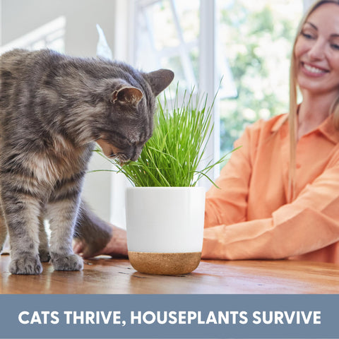 The Cat Ladies cat grass kit closeup with watering—simple care that fits busy days.