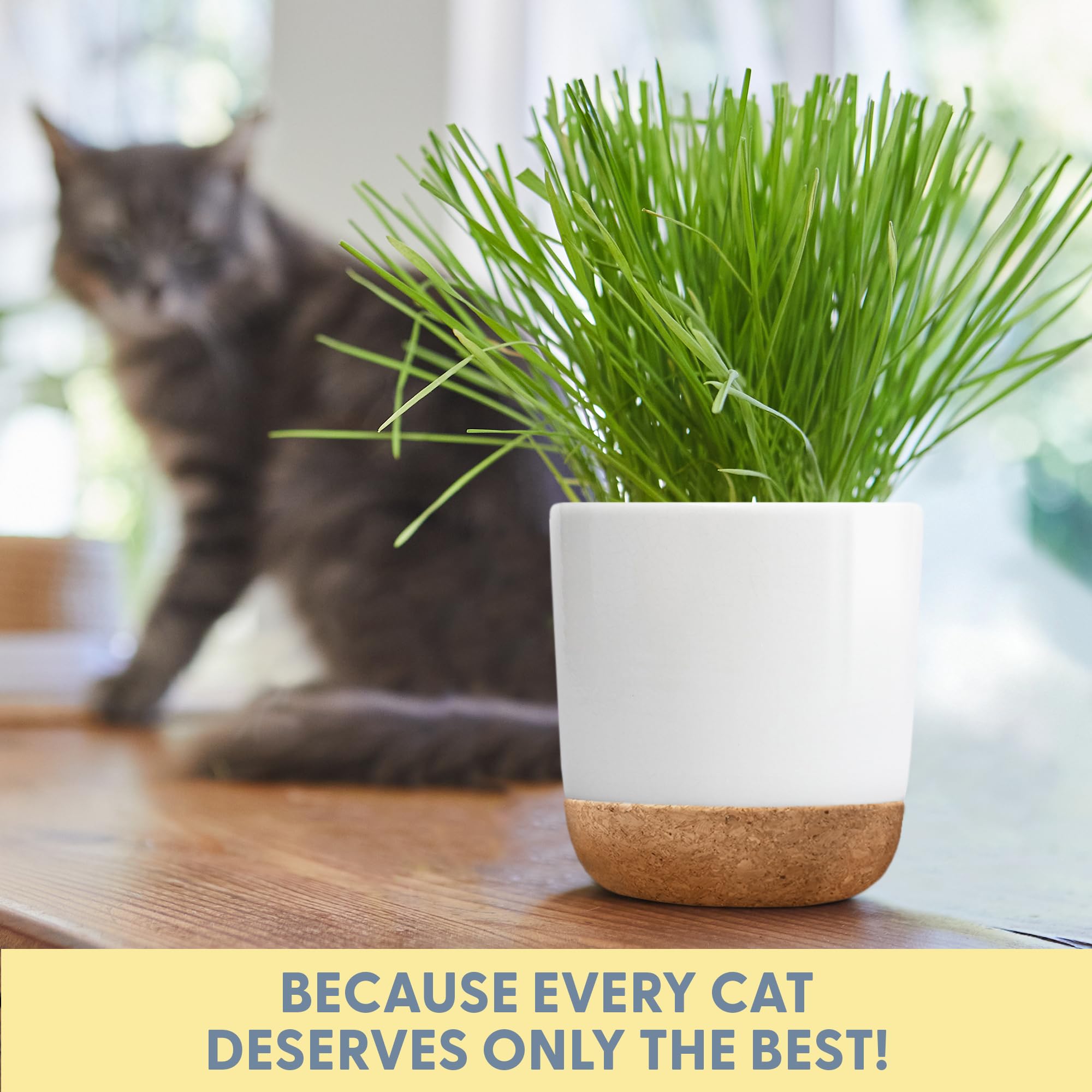 The Cat Ladies white ceramic cork planter—adds a clean, green touch to any room.