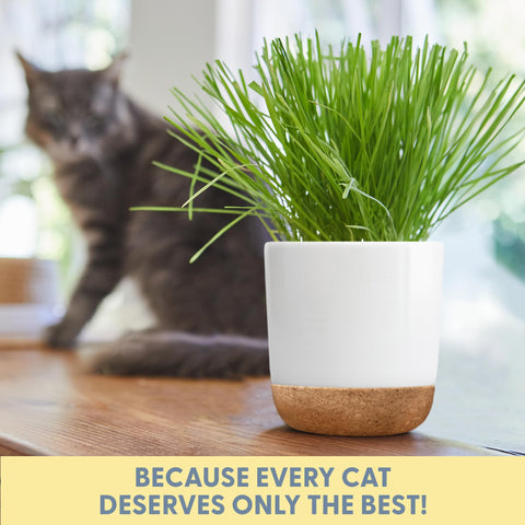 The Cat Ladies white ceramic cork planter—adds a clean, green touch to any room.