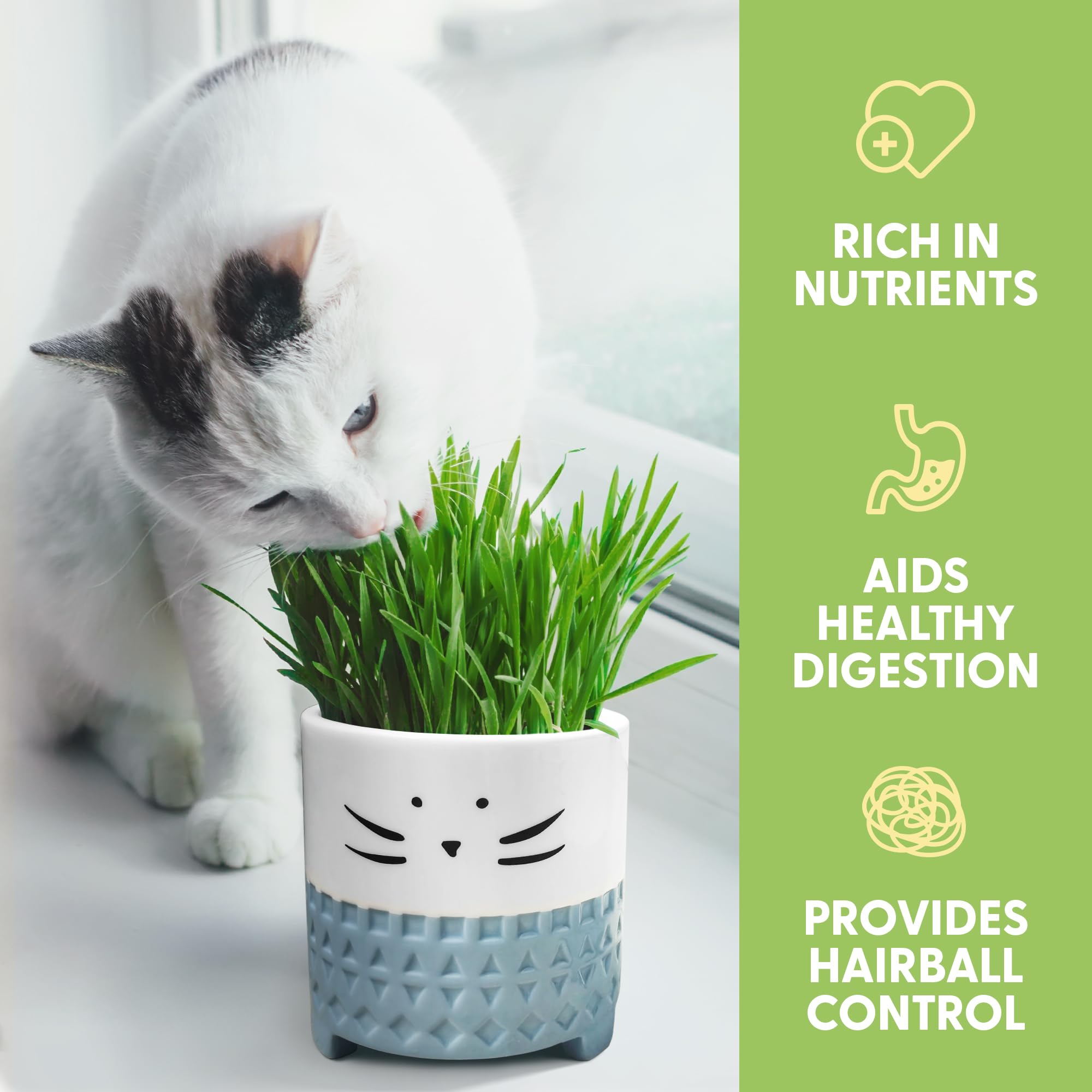 The Cat Ladies ceramic cat planter with soil and seeds ready for greens