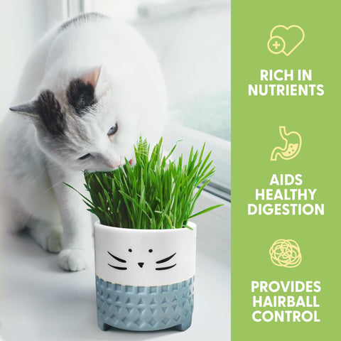 The Cat Ladies ceramic cat planter with soil and seeds ready for greens