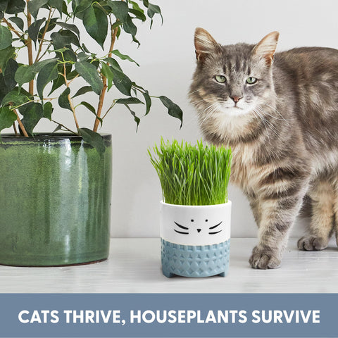 The Cat Ladies kit deters nibbling on houseplants while providing greens