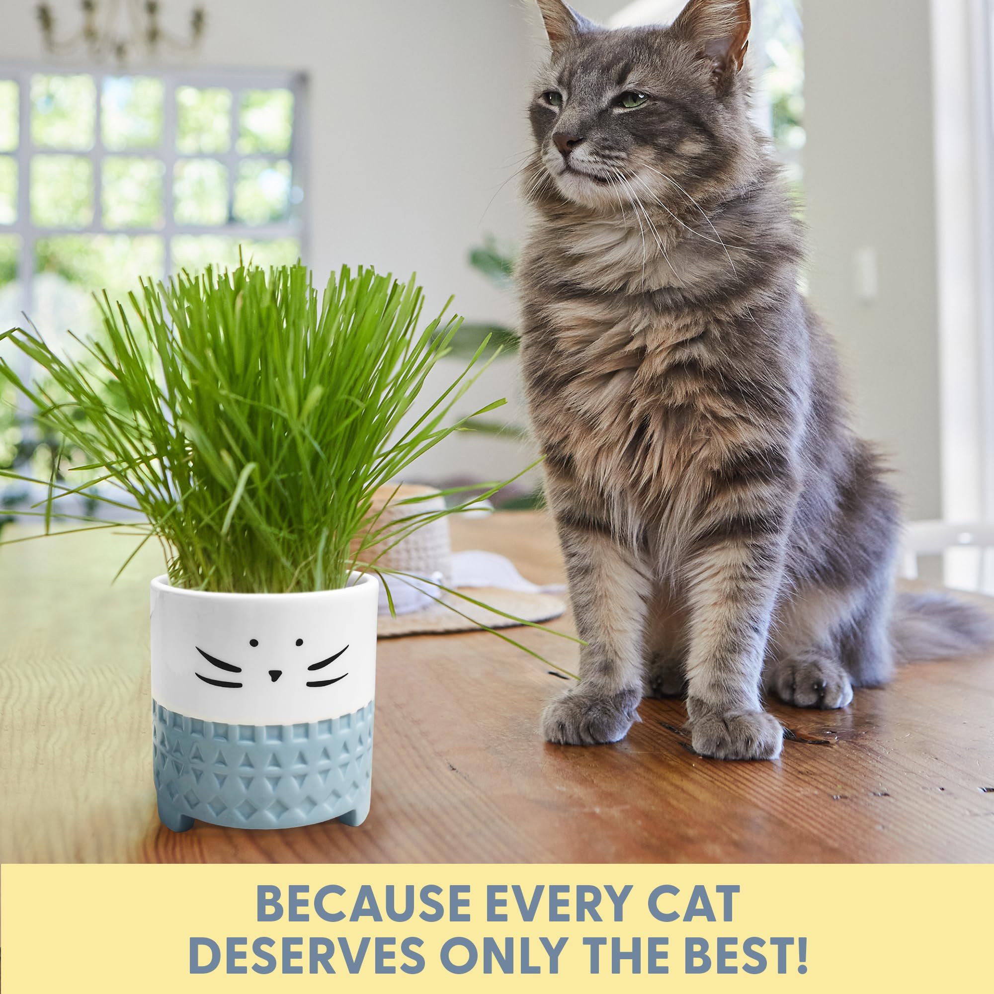 The Cat Ladies easy-to-follow instructions simplify home cat grass growing