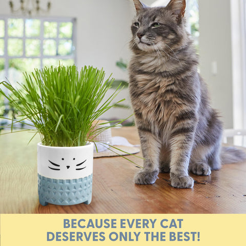 The Cat Ladies easy-to-follow instructions simplify home cat grass growing