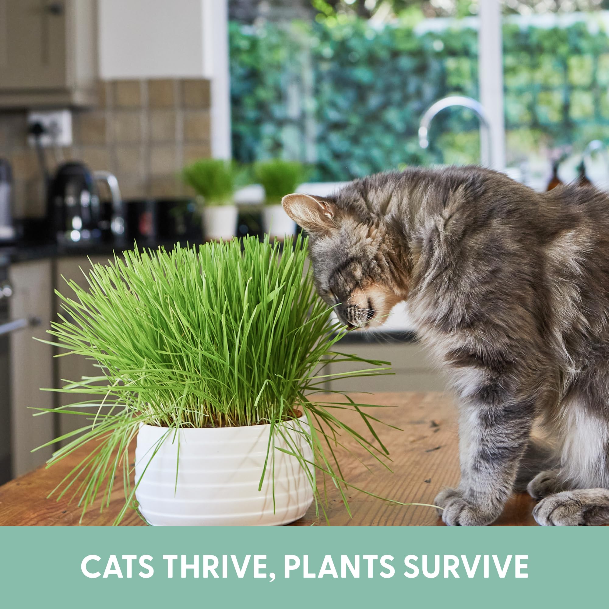 The Cat Ladies USA-made grow bags offer sturdy, safe planting for busy homes