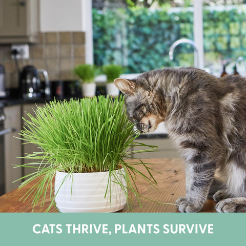 The Cat Ladies USA-made grow bags offer sturdy, safe planting for busy homes