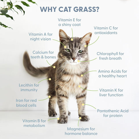 Growing tips from The Cat Ladies included in the kit.