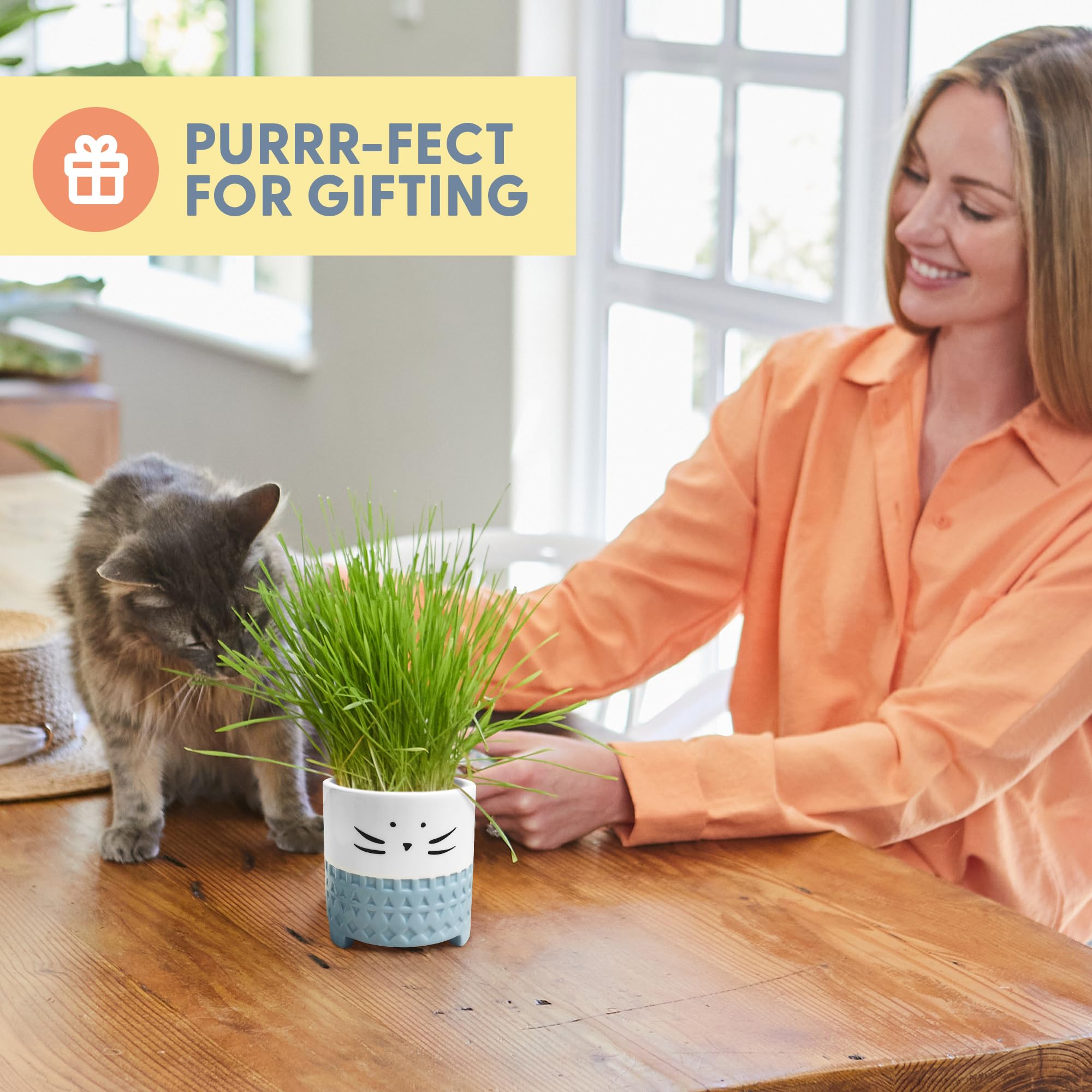 The Cat Ladies organic cat grass seed mix sprouting in a healthy green patch