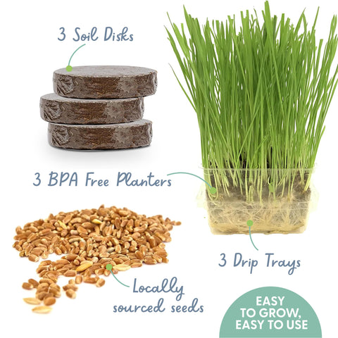 The Cat Ladies organic cat grass seeds blend, high-quality nutrition for a tasty indoor treat.
