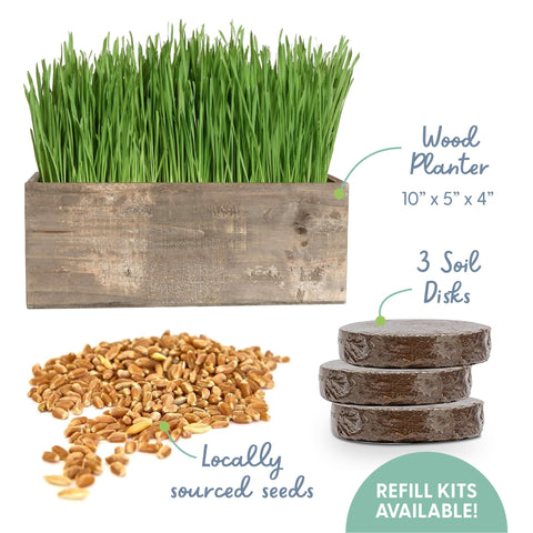 The Cat Ladies organic cat grass seeds ready to sprout in days.