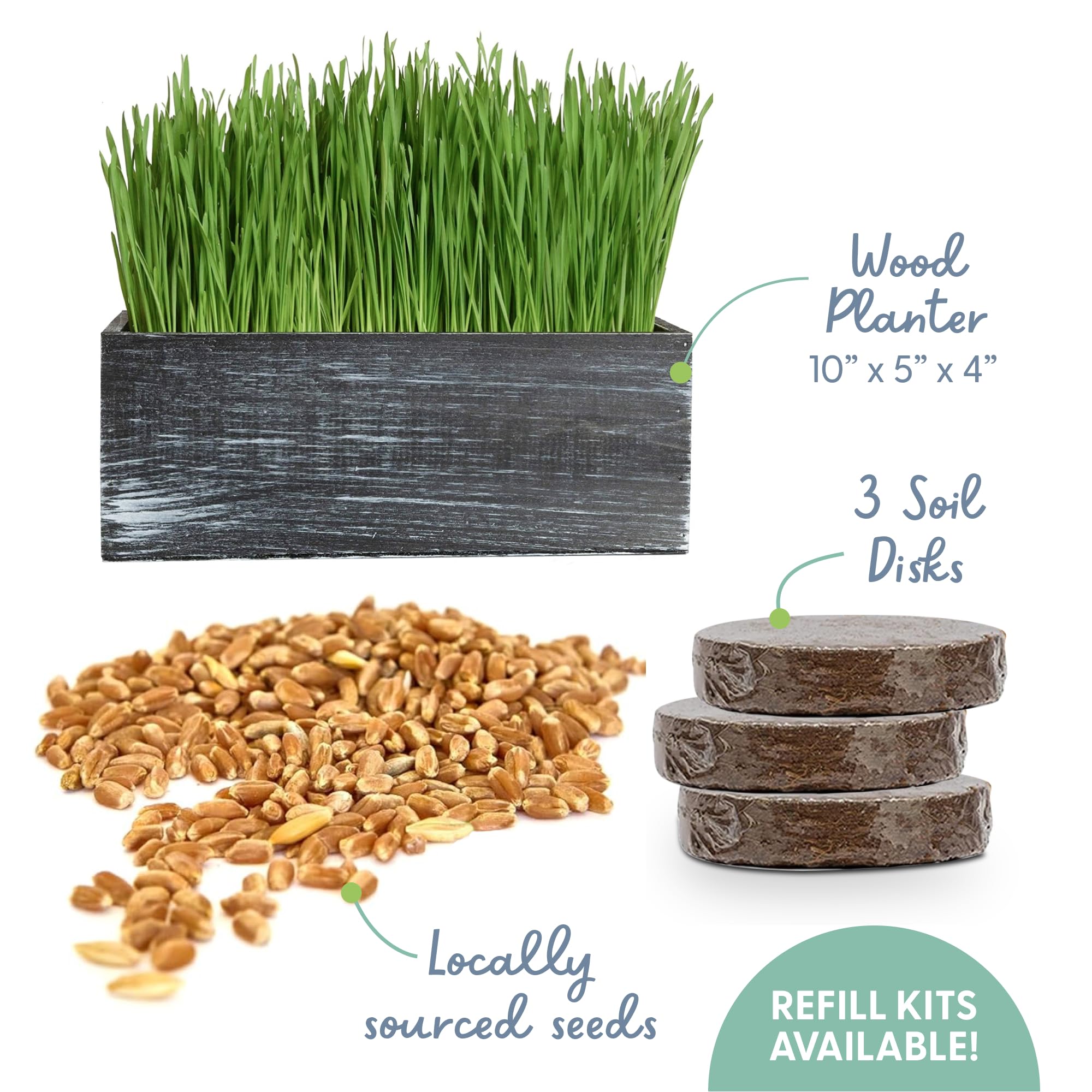 Organic cat grass seeds ready to sprout in 4–7 days.