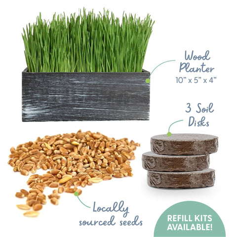 Organic cat grass seeds ready to sprout in 4–7 days.
