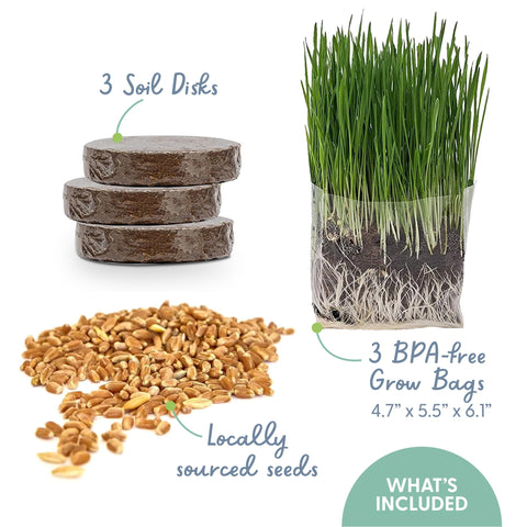 The Cat Ladies organic cat grass seeds promote fresh greens for a healthier nibble