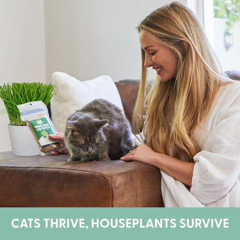 The Cat Ladies wheat grass grows in 4–7 days in a planter