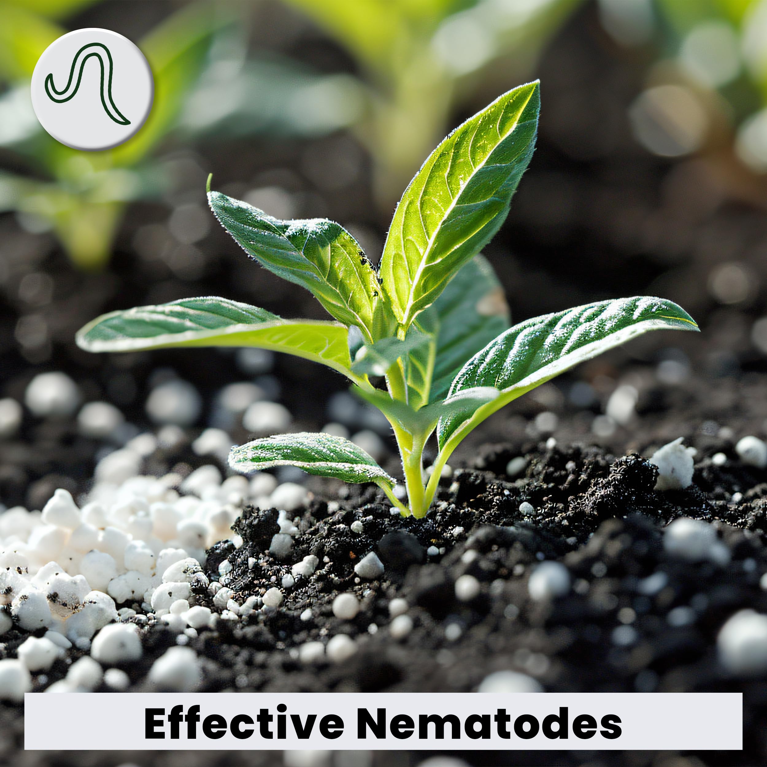 The Environmental Factor NemaKnights indoor-outdoor plants support versatile pest management for homes and gardens.