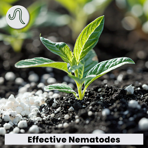 The Environmental Factor NemaKnights indoor-outdoor plants support versatile pest management for homes and gardens.