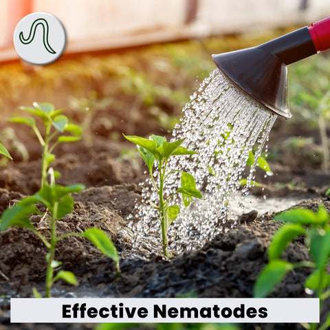 The Environmental Factor Pot Popper used in a hydroponics setup for pest management.