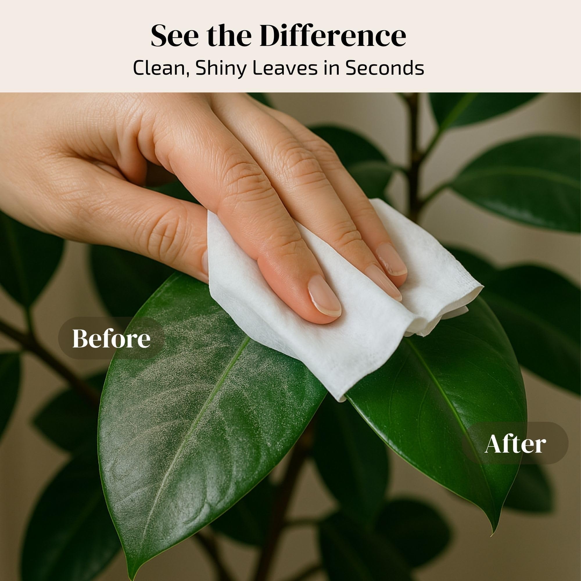 The Green Alcove large leaves cleaning action on fiddle leaf fig demonstrates care.