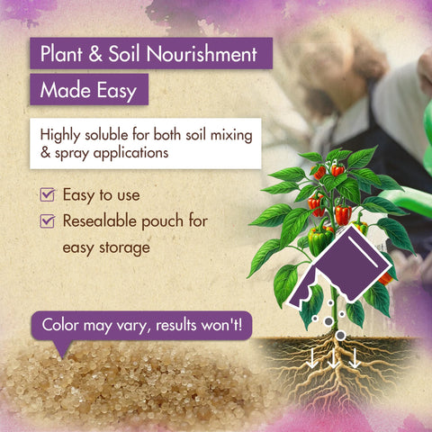 The Grow Co ammonium sulfate hydrangea blooms show deeper color and fuller flowers.