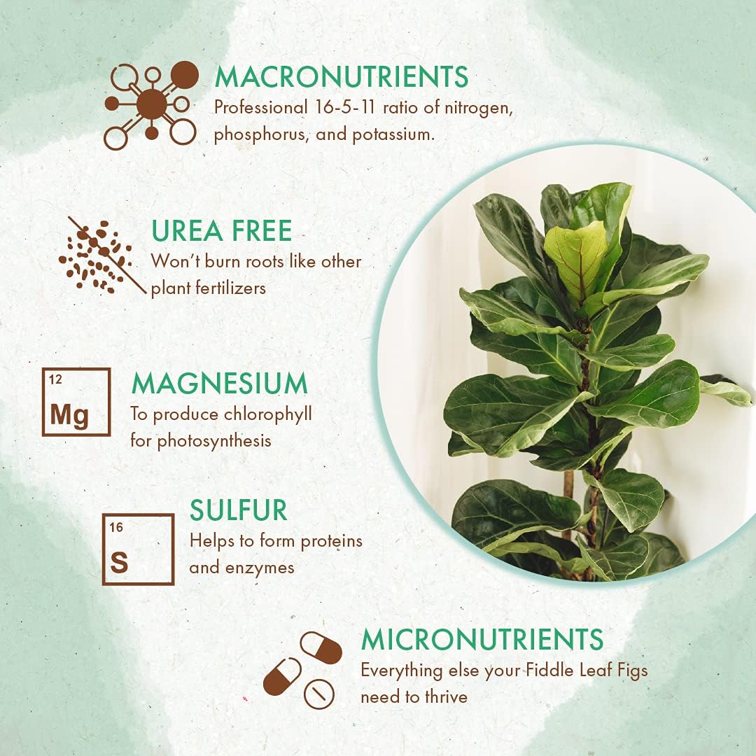 The Grow Co Audrey fig nutrition pellets support steady growth for potted Audrey figs