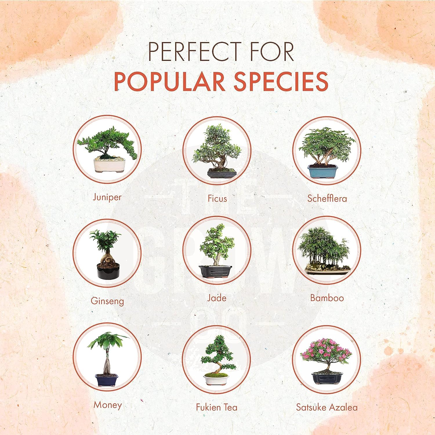 The Grow Co Bonsai root development close-up highlights robust root growth.