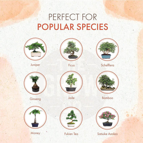 The Grow Co Bonsai root development close-up highlights robust root growth.