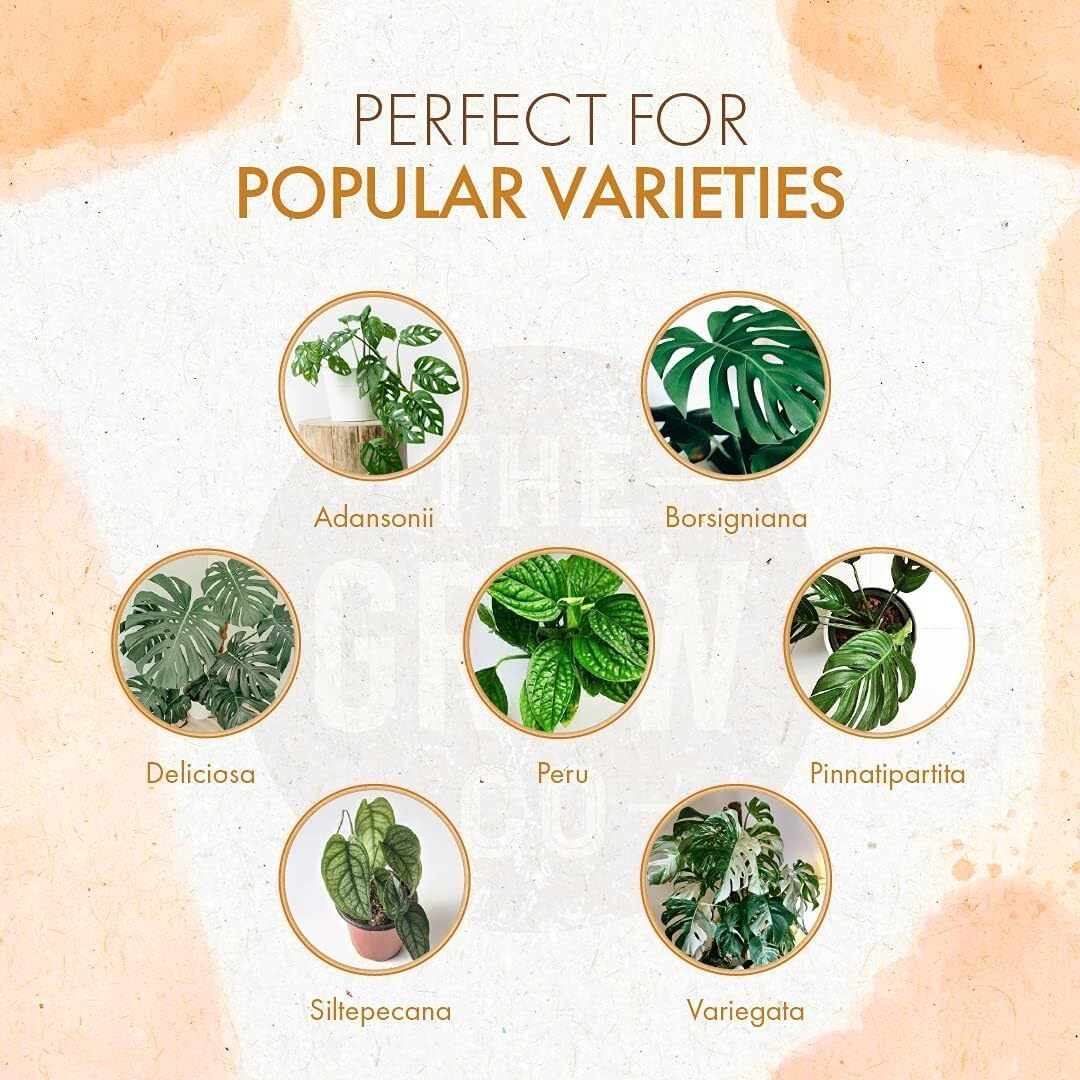 The Grow Co Monstera Plant Food mixed with water for soil drench.