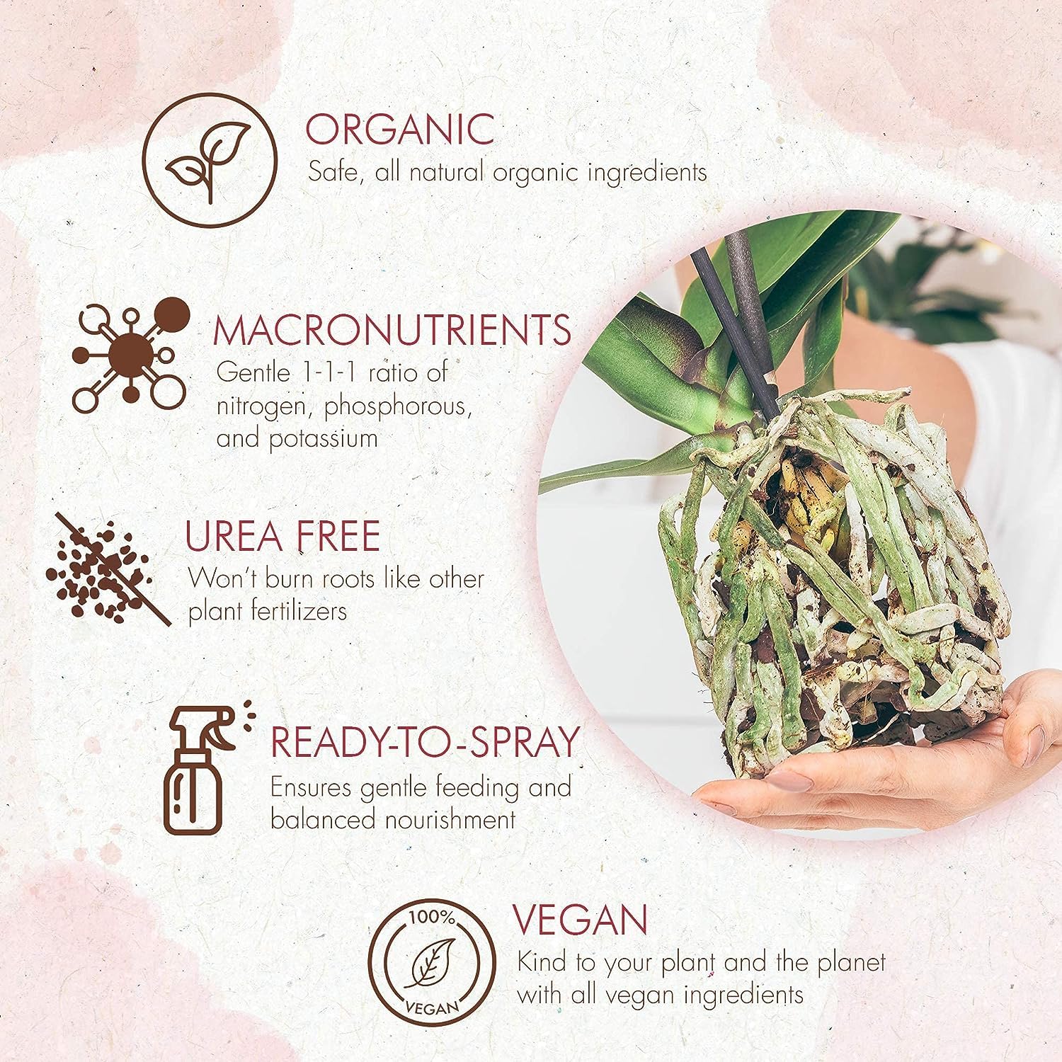 Vibrant blooms and new spikes encouraged by The Grow Co Orchid Food Mist.