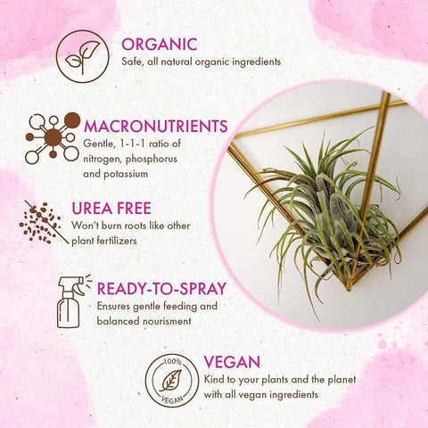 The Grow Co air plant in terrarium scene ready for nourishing mist.