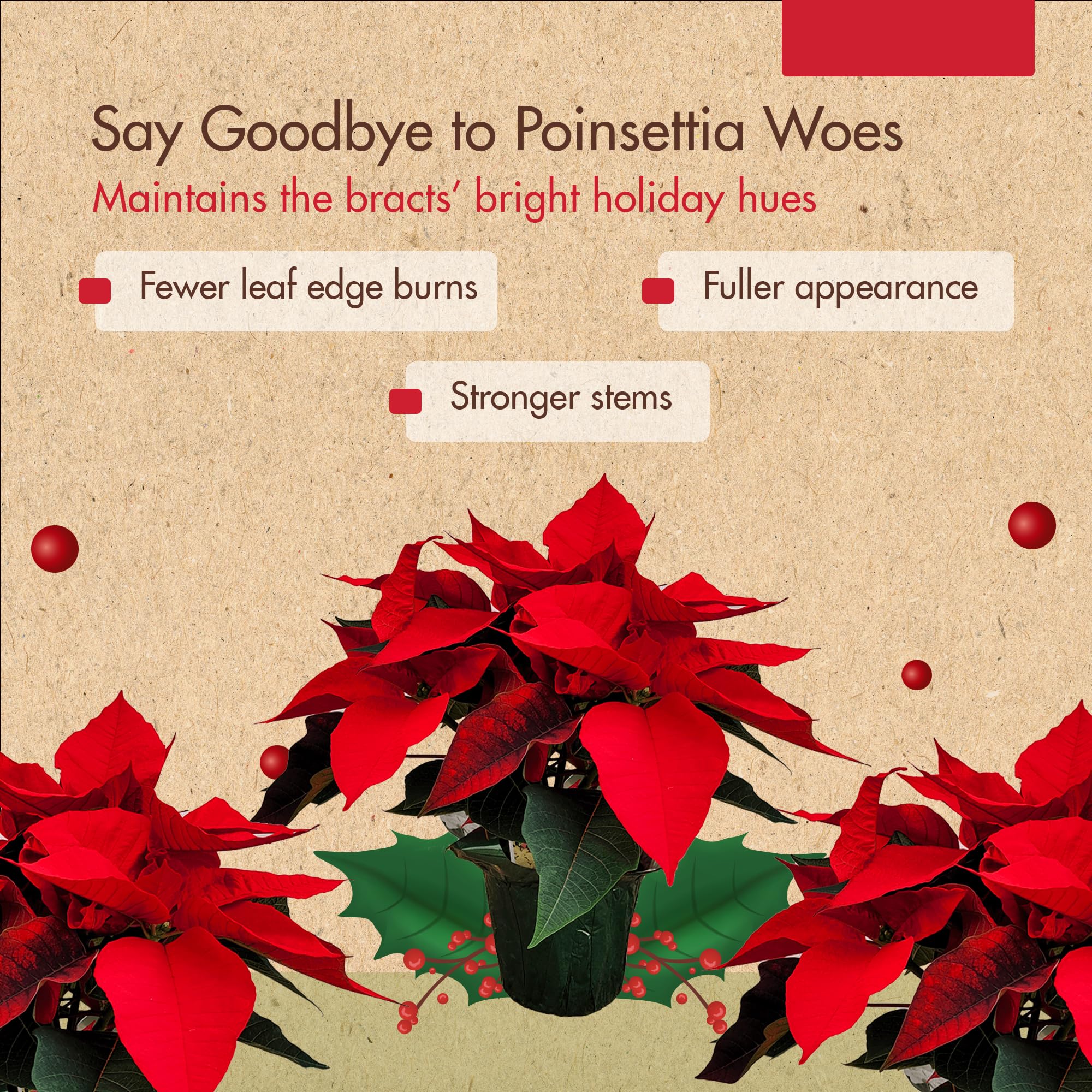 The Grow Co poinsettia bracts closeup highlights rich red tones and lush leaves.