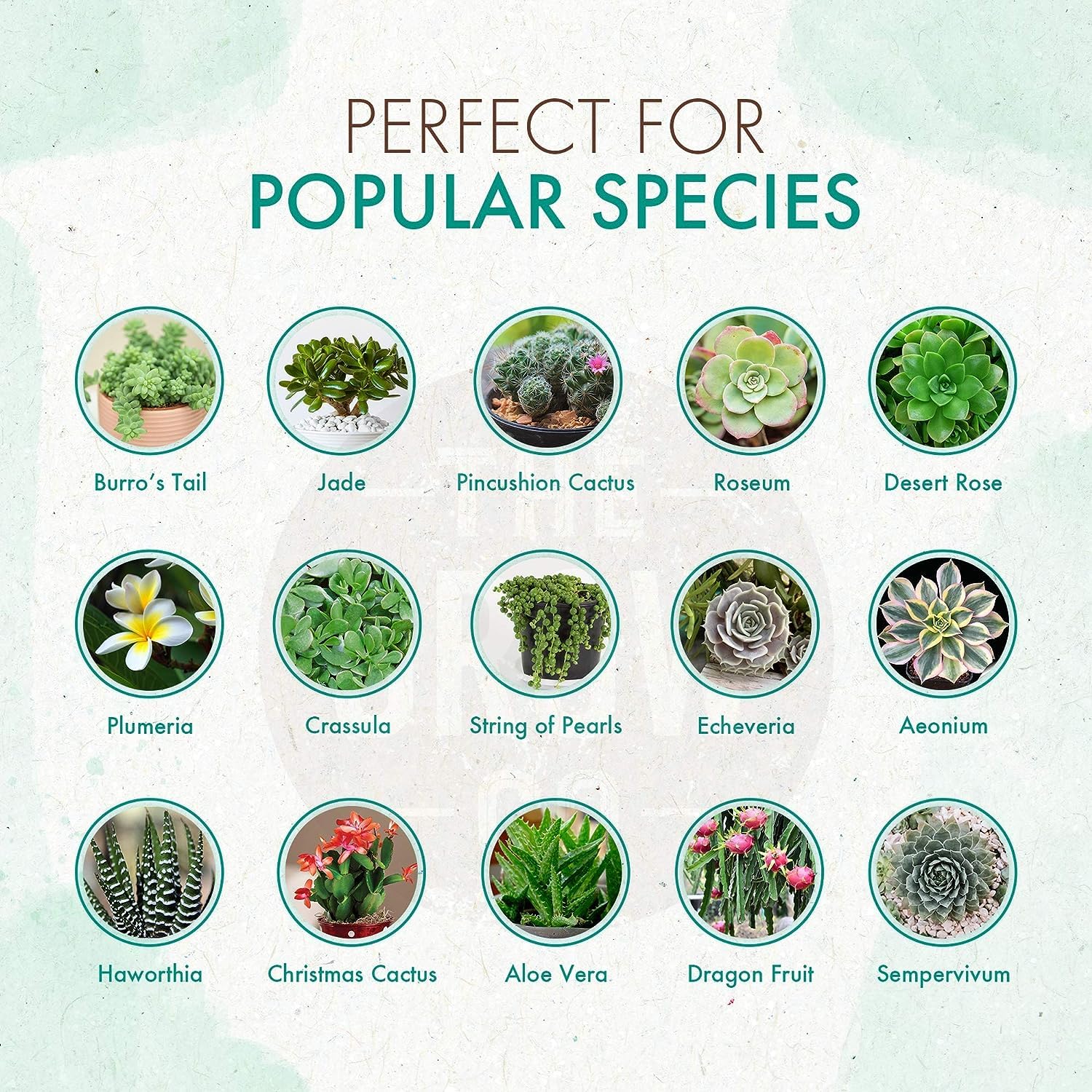 the grow co succulents cactus plant food enhances color and bloom for indoor plants