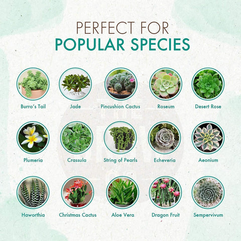 the grow co succulents cactus plant food enhances color and bloom for indoor plants