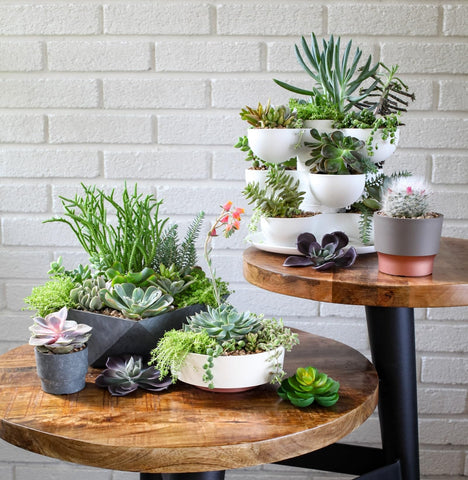 The HC Companies Capri Bowl succulent display on a shelf highlights compact elegance.
