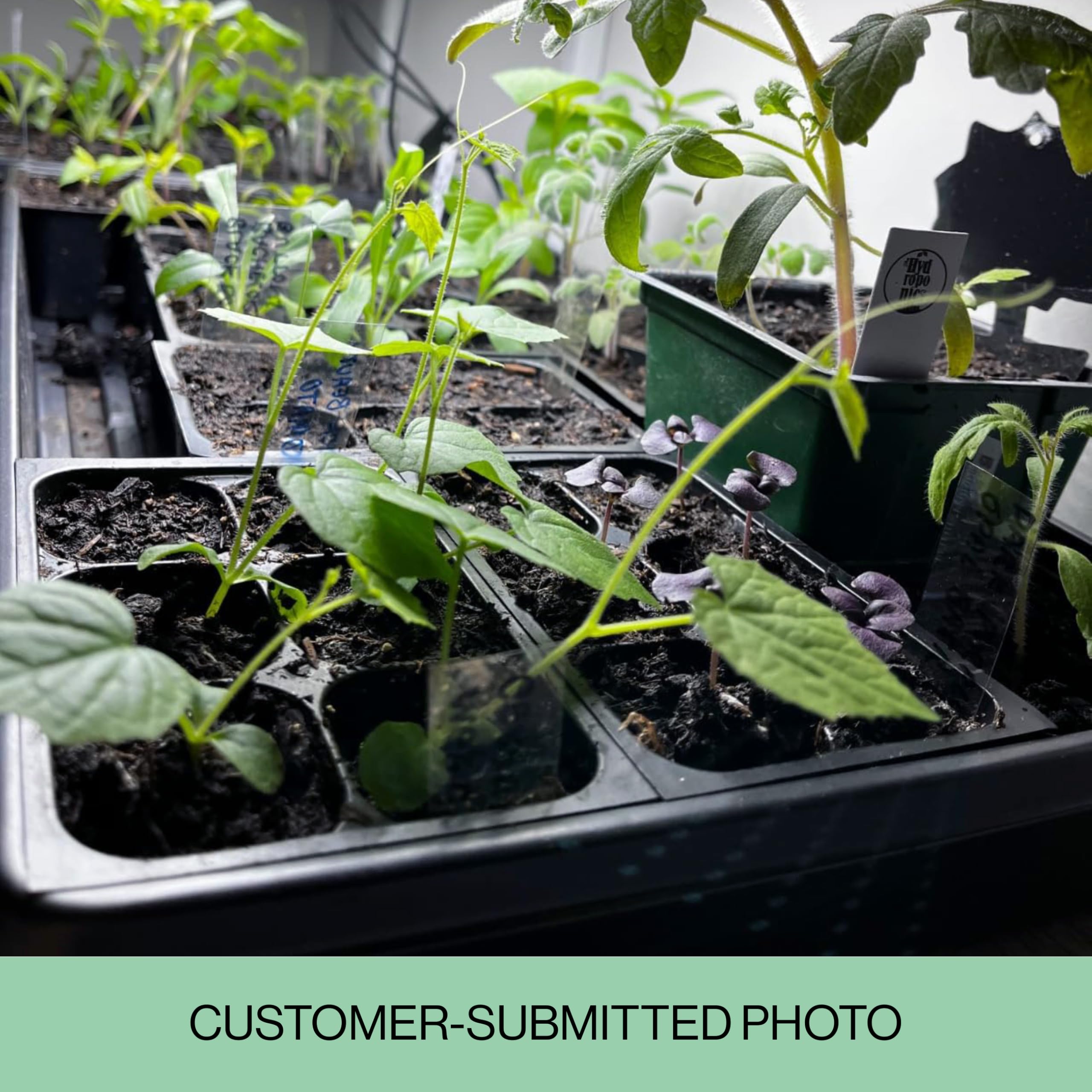 The Hydroponic City labeled seedlings thriving with consistent moisture.