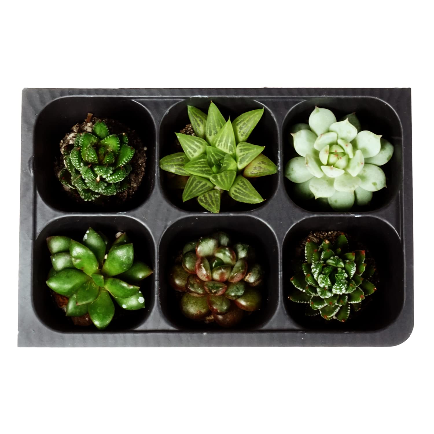The Hydroponic City plant stakes labeling kit included with seed trays.