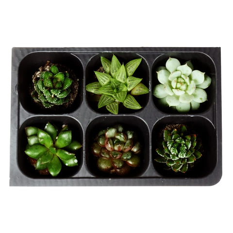 The Hydroponic City plant stakes labeling kit included with seed trays.