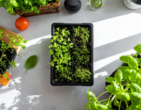 The Hydroponic City Seed Starter Tray designed to fit standard 1020 trays for organization.