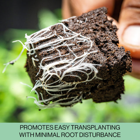 The Hydroponic City seedling trays in use support even moisture distribution for uniform germination.