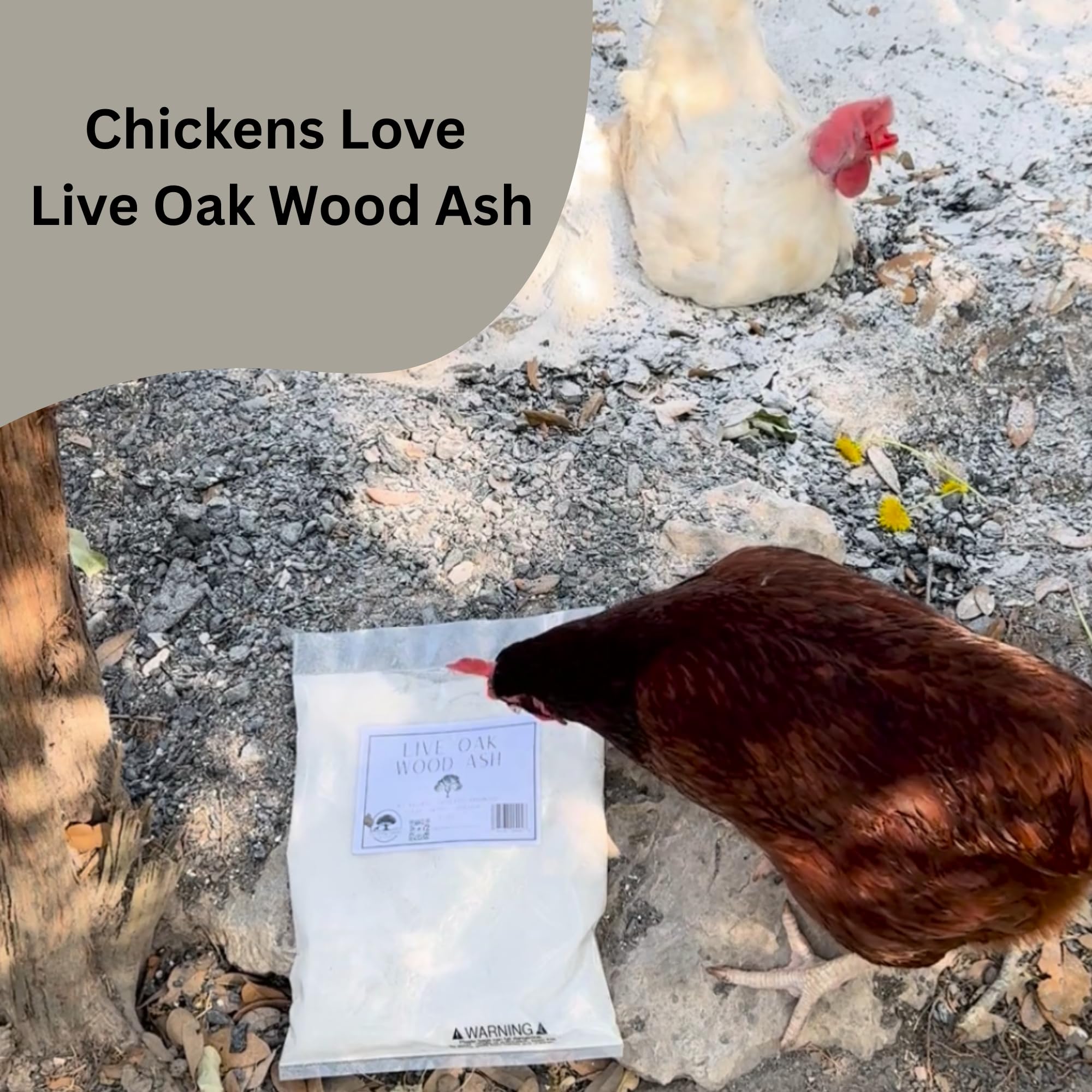 The Living Pasture Live Oak Wood Ash is all-natural and Texas-sourced hardwood ash.