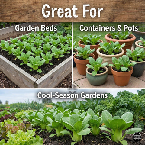 The Lucky Stars bok choy seedling growth highlights vigorous plants ideal for containers.