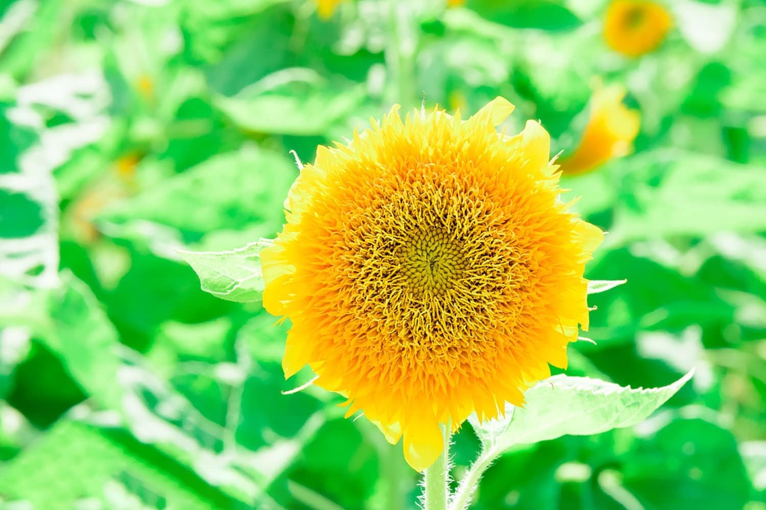 The Lucky Stars sunflowers attract butterflies and bees in outdoor spaces