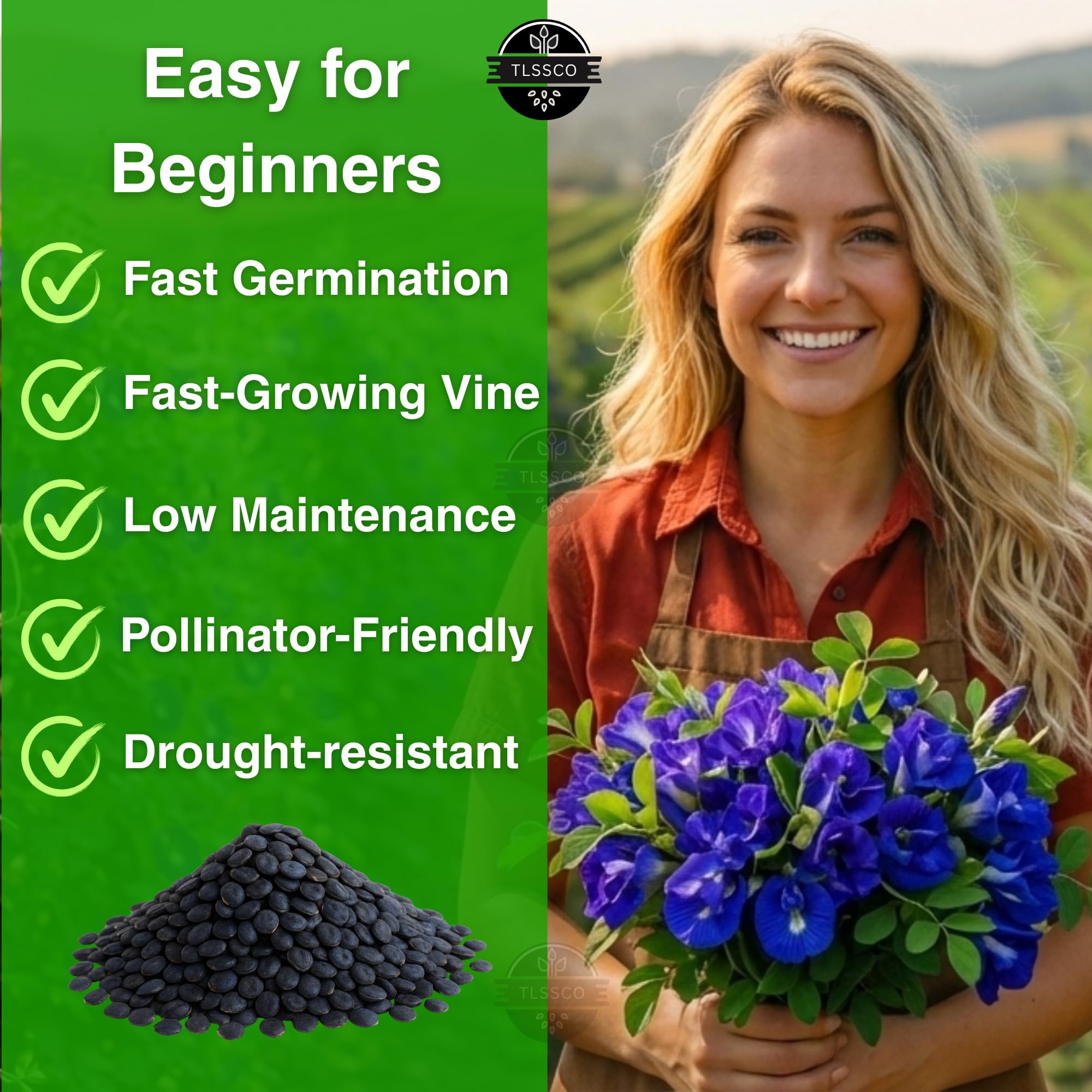 The Lucky Stars butterfly pea vine with flowers features striking purple blooms for balconies.