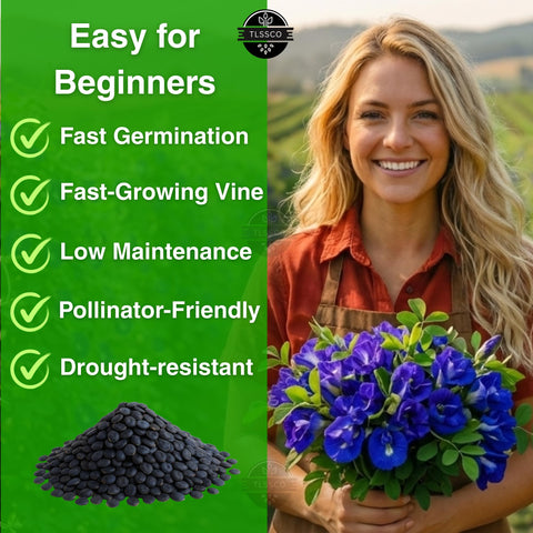 The Lucky Stars butterfly pea vine with flowers features striking purple blooms for balconies.