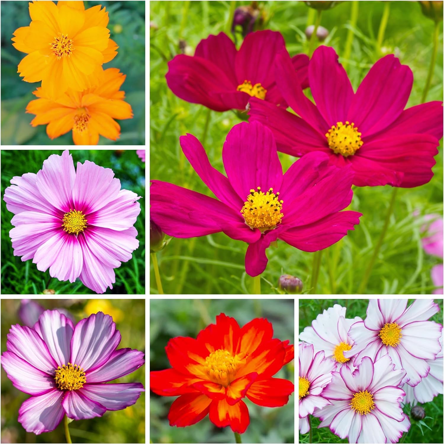 The Lucky Stars cosmos bipinnatus border and container plant in full sun.