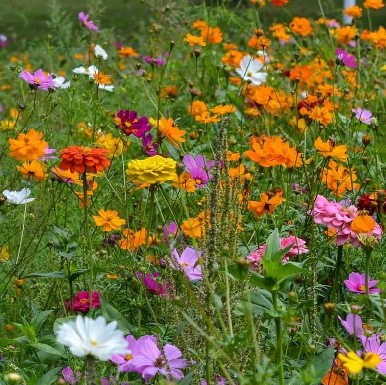 The Lucky Stars cosmos bipinnatus flowers on tall stems add garden drama.