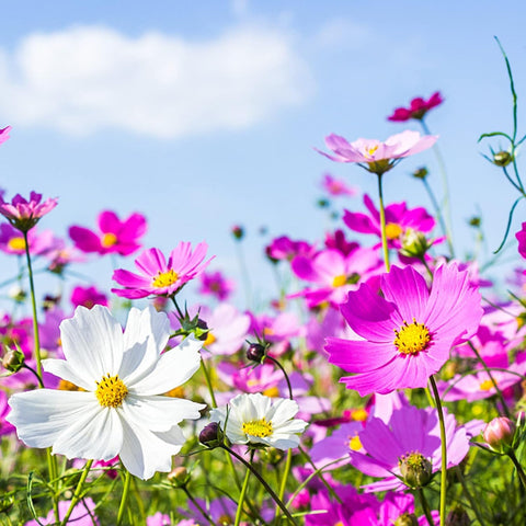 The Lucky Stars cosmos bipinnatus seeds guide for direct sowing in the garden.